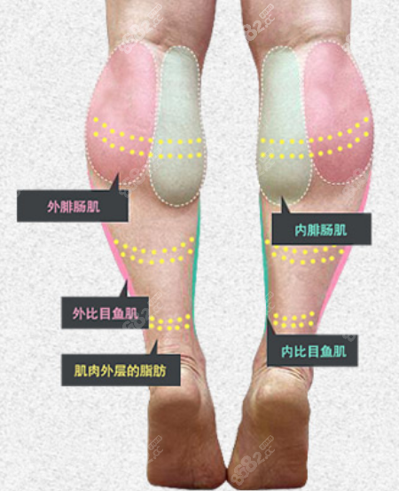 小腿肌肉是由排肠肌和比目鱼肌构成