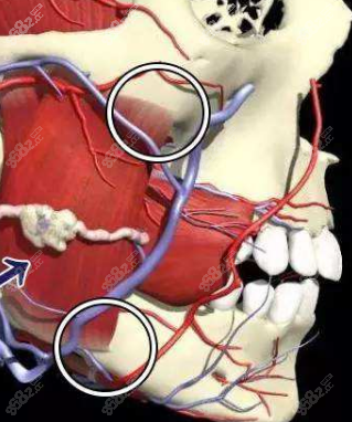 下牙槽动脉图片