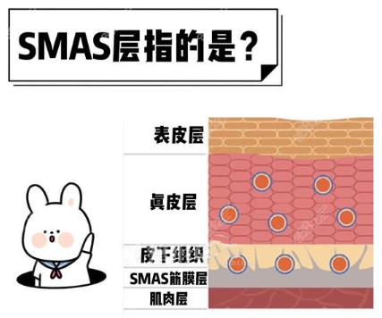 SMAS层位置