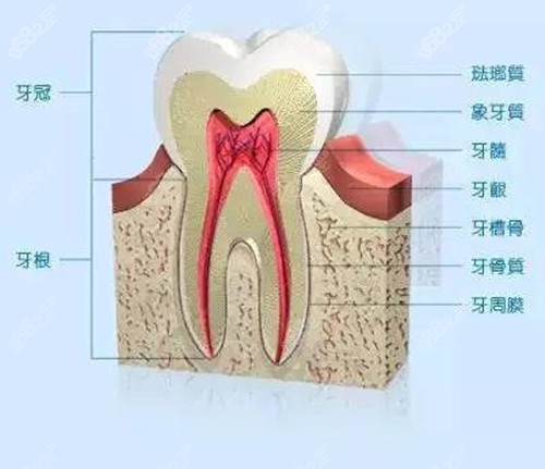 牙槽骨的重要性