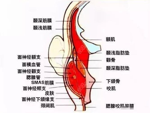 自体颞深筋膜取的位置