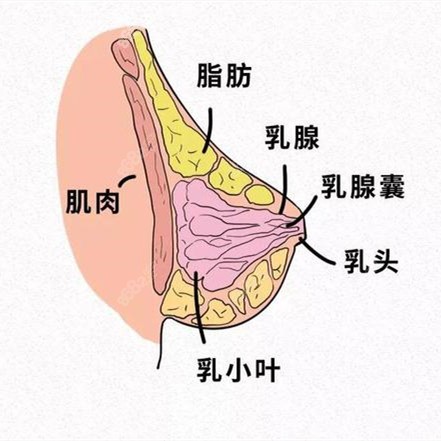 胸部除了肌肉乳腺之外就是脂肪
