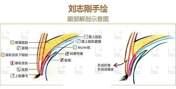 刘志刚医生手绘眼部解剖示意图