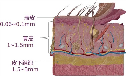 皮肤模型