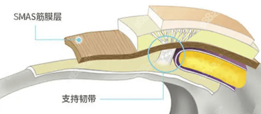 支撑韧带示意图