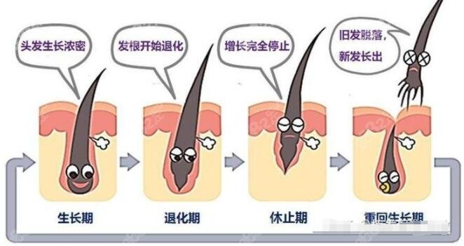 碧莲盛植发后的脱落期