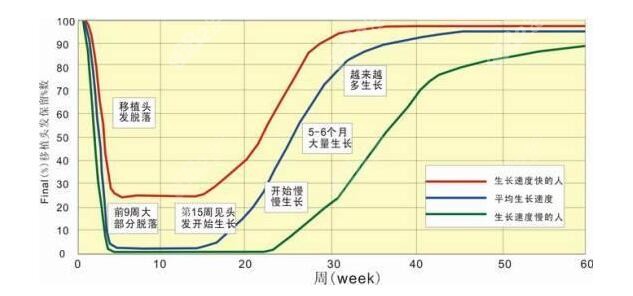 碧莲盛植发后头发生长趋势图