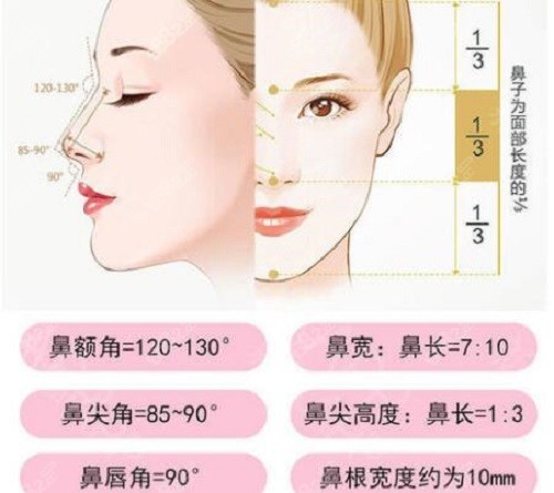 鼻部美学设计标准