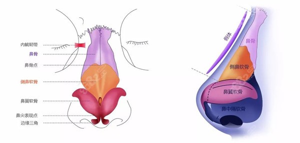 人体鼻子结构图示