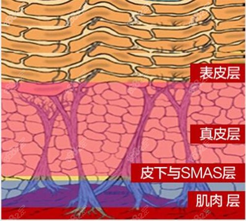 <!--<i data=20240705-sp></i>-->面部拉皮原理