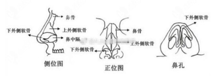 鼻部整形结构图