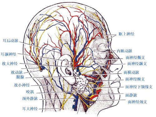 颌面部神经血管分布图图片