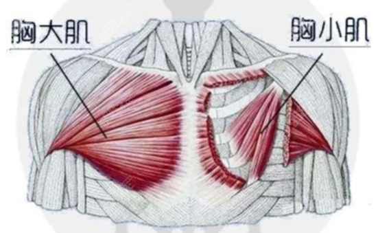 胸大肌胸小肌位置