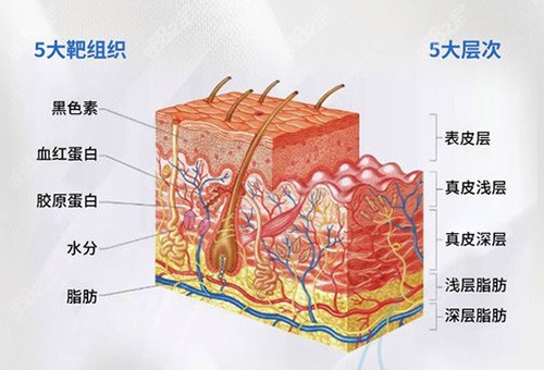 赛诺秀5D胶原光作用原理