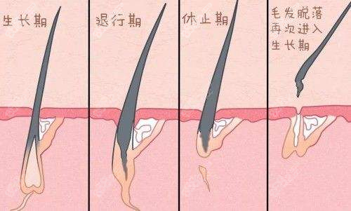 头发掉了不担心，只是到了脱落期，会再长出来的