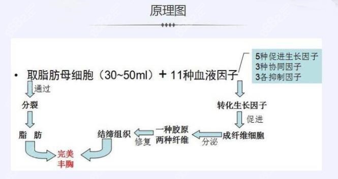 crt自体胶原蛋白丰胸手术原理