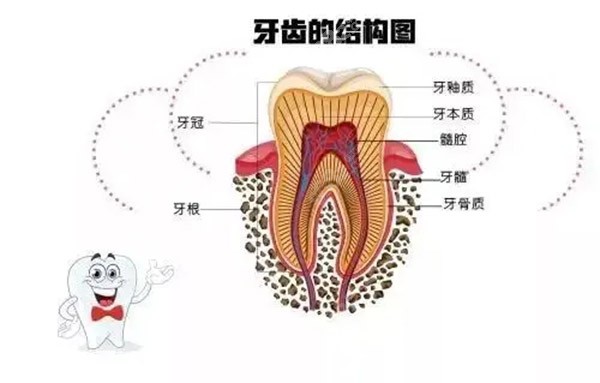 牙齿结构图