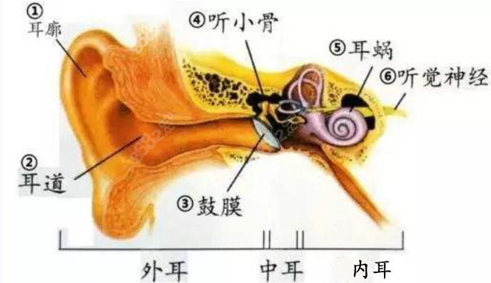 上海医生做耳再造手术可以维持多少年