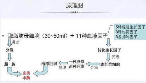 白晋crt丰胸原理图