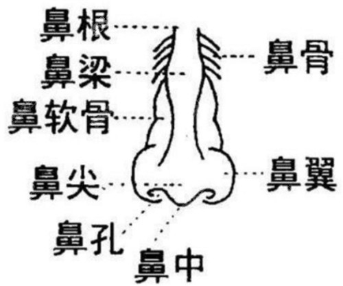 鼻子构造图解解剖图图片