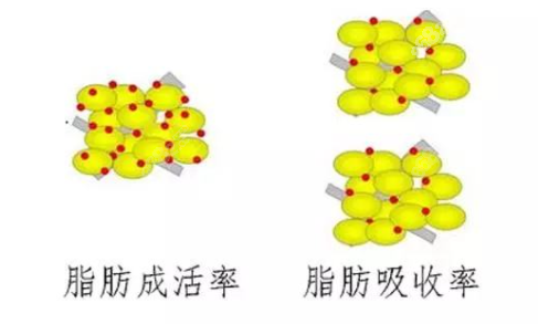 王明利脂肪成活较高