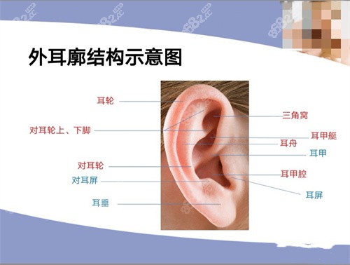 耳朵畸形国内有免费治疗政策吗？