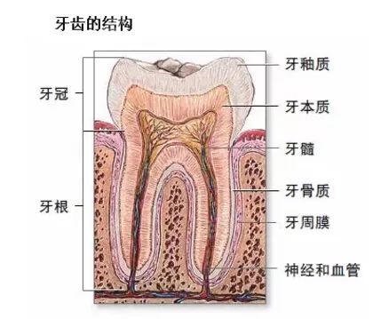 牙齿的结构