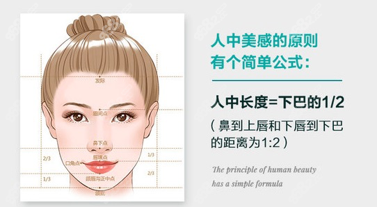 人中标准比例美