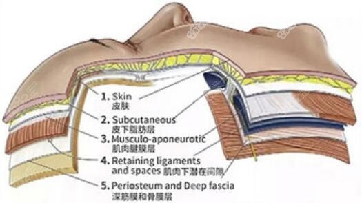 面部组织层次图解