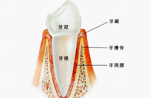 种植牙齿选什么品牌比较好