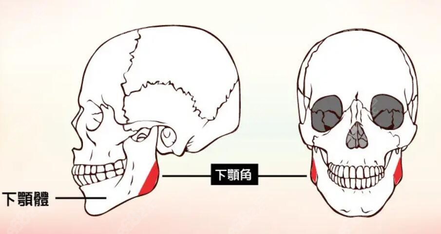 骨头动画图www.8682.cc