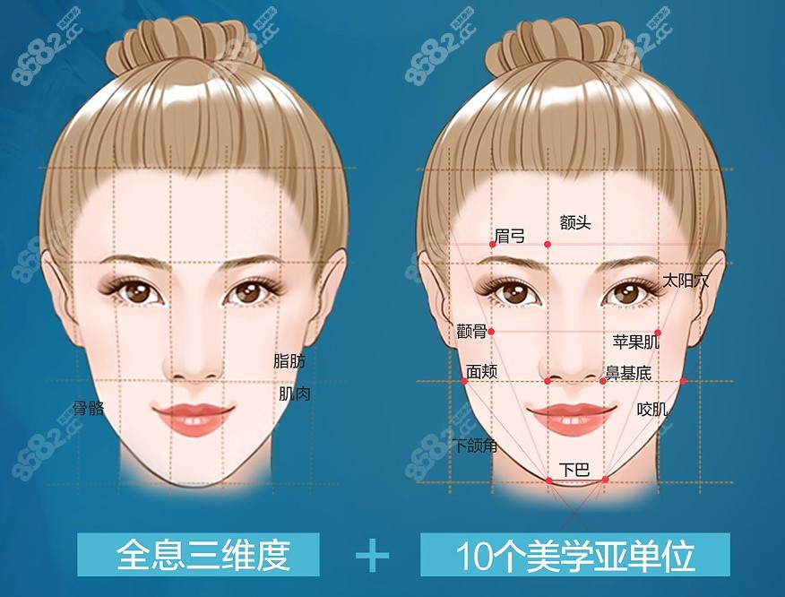 面部轮廓示意图图片