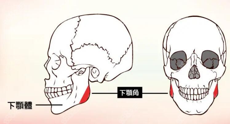 下颌角和下颌体的位置描述