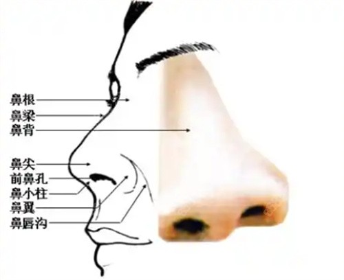 刘彦军做鼻子价格多少