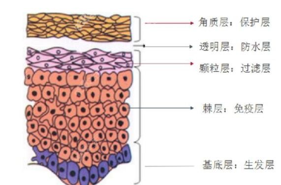 皮肤的构成情况