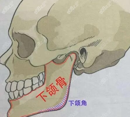 张笑天磨下颌角