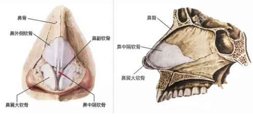 鼻中隔软骨隆鼻材料