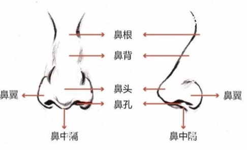 鼻子结构示意图