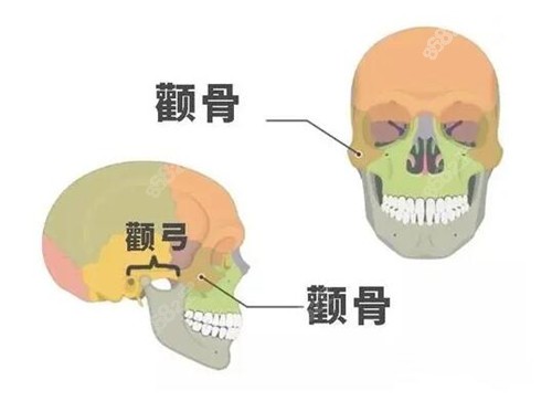 颧弓和颧骨的位置