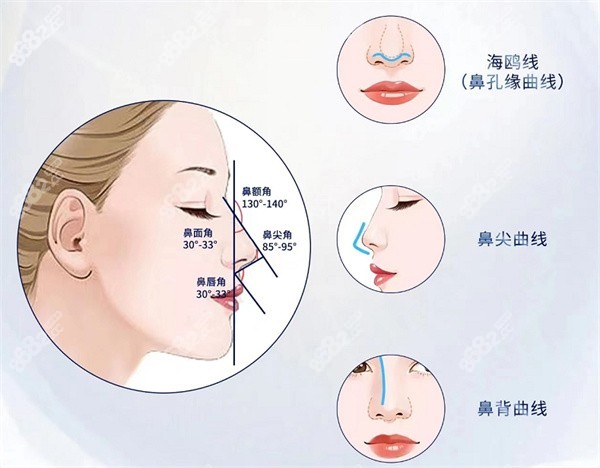 鼻子的美学曲线示意图