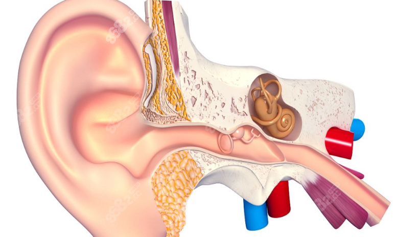 耳再造结构图