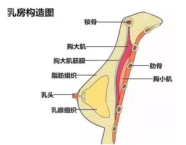 玻尿酸丰胸注射位置