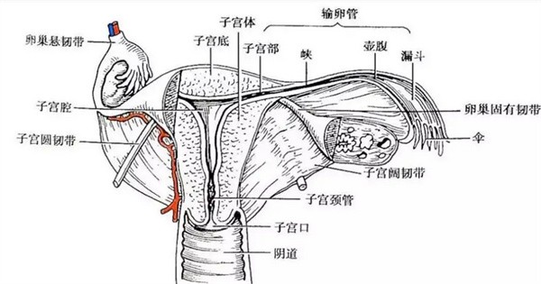 女性私密