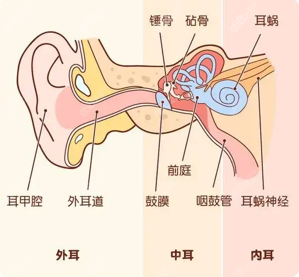 耳朵内部平面结构图