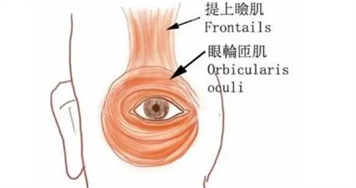 眼睑下垂提肌后不能闭合怎么办上睑提肌你必须知道这些