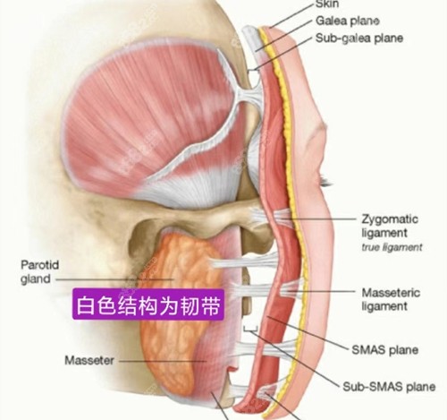 高亚东拉皮手术价格