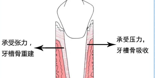 牙齒矯正示意圖