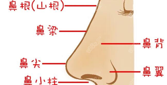 <!--<i data=20240705-sp></i>-->房志强做鼻子的价格