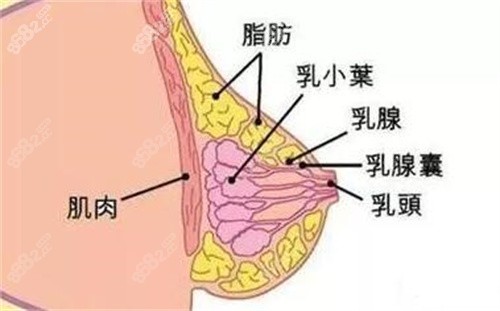 可以缩胸吗图片