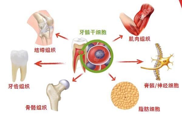 再生牙并没有正式临床